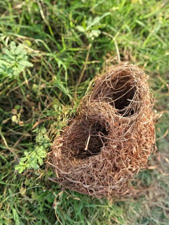 Photo for Bird nest of reed in the shape of a face among the leaves. A bird nest made of dried weed in the shape of a face among the leaves in the garden. - Royalty Free Image