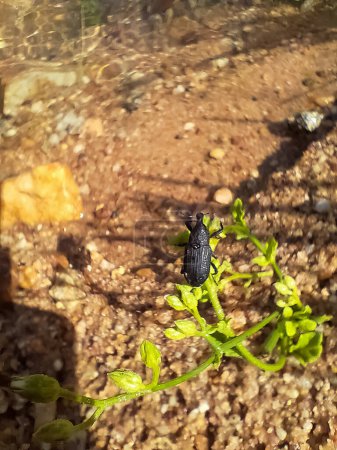 Schwarzer Käfer bewegt sich auf grünem Blatt. (Puppenkäfer)