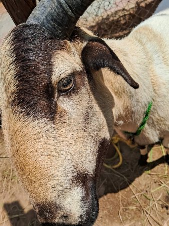 A close up Indian goat, focus on eye.