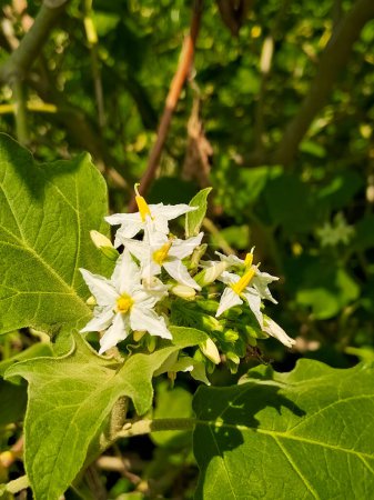 Hermosa flor blanca salvaje de "terung pipit" (Solanum torvum), foto macro con fondo natural suave. 