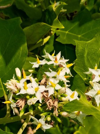 Schöne wilde weiße Blüte von "Termitenpipit" (Solanum torvum), Makrofoto mit weichem natürlichen Hintergrund. 