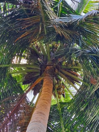 Bajo la palmera de coco, palmeras, Cocos nucifera, cocoteros sobre fondo blanco. Los cocos maduros y maduros pueden utilizarse como semillas comestibles o procesarse para obtener aceite y leche vegetal de la carne..