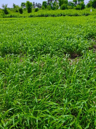 Perlhirseblätter und -pflanzen wachsen auf dem Feld. Pennisetum glaucum Feld namens Bajra in Indien. Beliebte Hirsesorten sind Sorghum, Jowar genannt und als Futter für den Ackerbau in Indien verwendet.