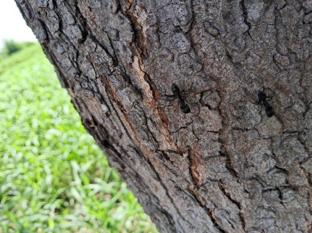 big black(Camponotus japonicus) ant close up shot.