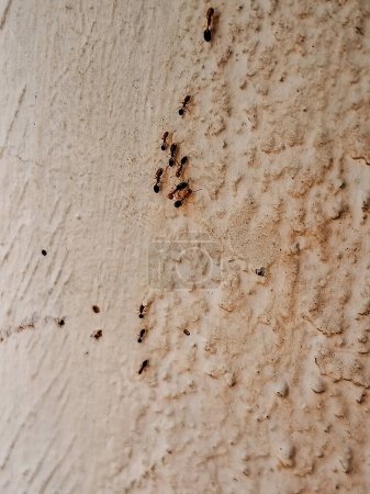 Photo for Red ants crawling on the white wall. - Royalty Free Image
