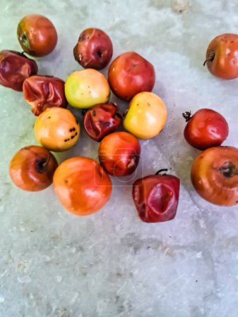 Organic Indian Jujube Ber fruit or berry (Ziziphus mauritiana) or date. Fruit of the Ziziphus mauritiana, or fruit of Indian jujube,Chinese date,Chinese apple,ber fruit,dunks,Indian plum.