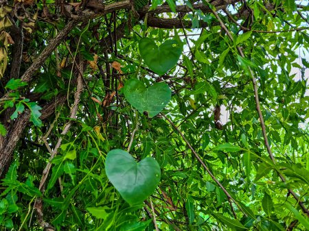 Photo for Tinospora crispa (HEART-LEAVED MOONSEED) ; a climbing shrub, long stems, rounded, aerial roots from its stems. Has a general distribution buttons on vine, dense and very clear. Heart shape leaf. - Royalty Free Image