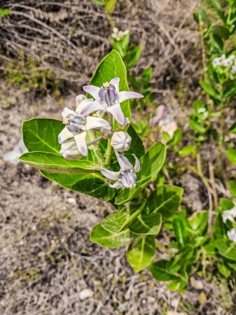 Téléchargez les photos : Crown flowers, Calotropis gigantea is known as Arka in Sanskrit. It is widely used many Ayurvedic treatments, both externally and internally. It is a very common herb seen widely throughout India. - en image libre de droit