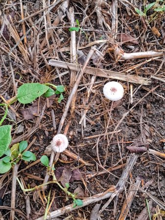 seta blanca en temporada de lluvia.Hongo rodocolybia maculata en el bosque de cerca.