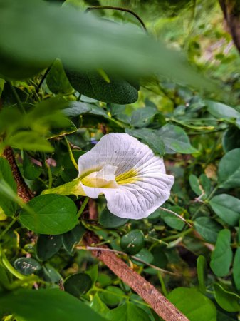 white Clitoria ternatea flower with beautiful green leaves background.