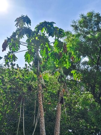 Ein zwei Papaya-Baum mit klarem Blick auf den Himmel.
