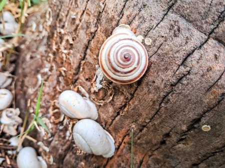  "Explorer le monde fascinant des escargots : Gros plan d'un escargot sur l'écorce d'un arbre"