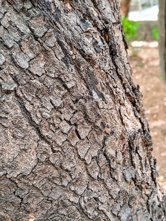  "The Intricate Texture of Tree Bark: A Close-Up Study of Natural Patterns"