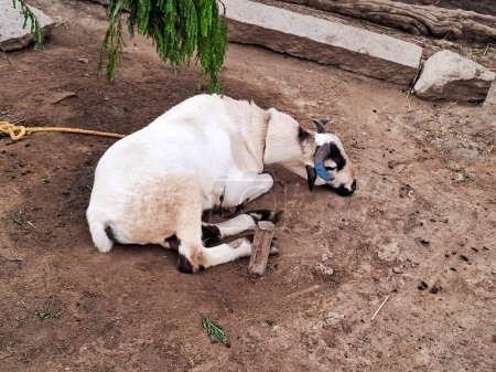 Ein Schaf ruht seinen Kopf auf einem Boden im Hof. 