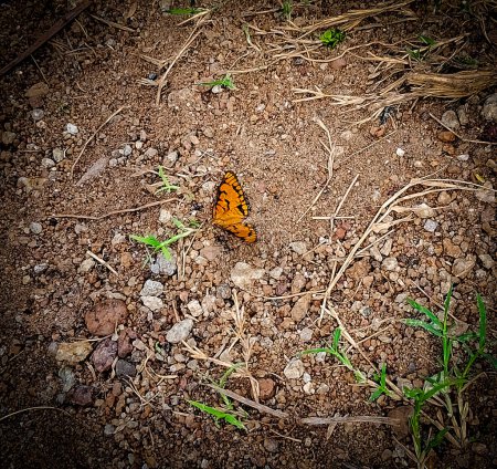 Gelassener Schmetterling in seinem natürlichen Lebensraum: Ein Blick auf die Schönheit der Natur"