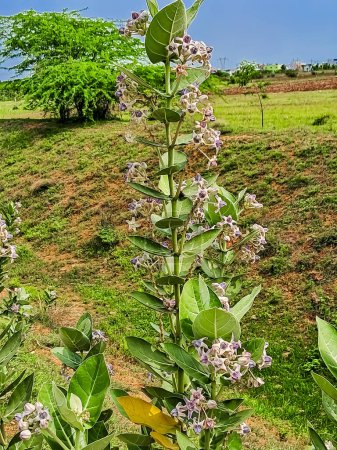 Calotropis gigantea in farming land. Close up soft purple Crown flower or Giant indian milkweed in agricultural farm land. Scientific name Calotropis gigantea.
