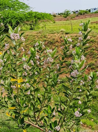 purple Crown flower or Giant indian milkweed in agricultural farm land. Scientific name Calotropis gigantea.