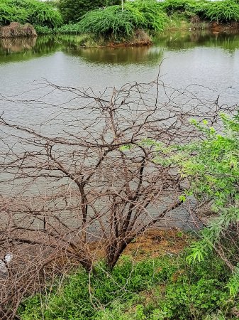 Un árbol seco en la orilla de un río.