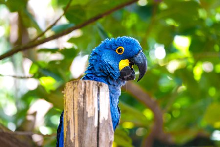Photo for The resplendent Hyacinth Macaw, adorned in vivid blue and yellow feathers, perches gracefully. Its majestic presence and vibrant hues bring tropical elegance to the scene, a captivating display of nature's brilliance. - Royalty Free Image