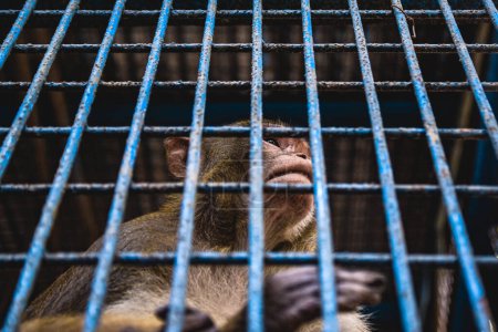 portrait of a monkey in a cage
