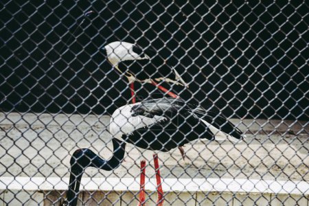 un oiseau noir et blanc sur une clôture en fer.