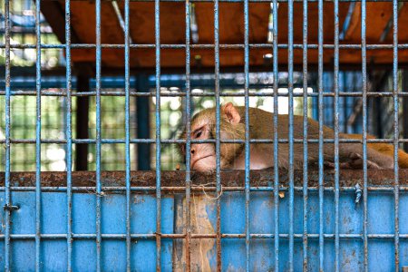 singe en cage dans le zoo
