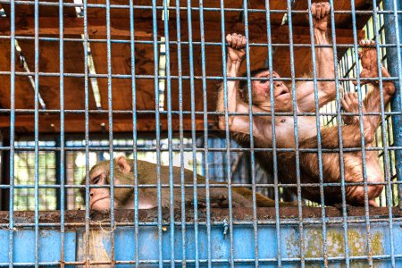 le singe en cage
