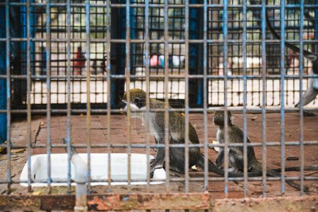 Affe auf einem Käfig