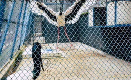 grues noires et blanches volant dans la cage du zoo