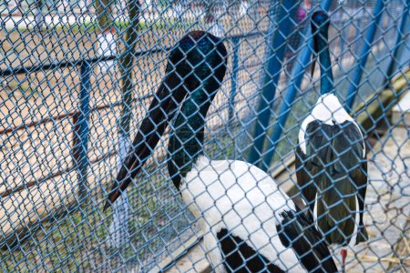 Schwarz-weiße Kraniche im Zoo-Käfig