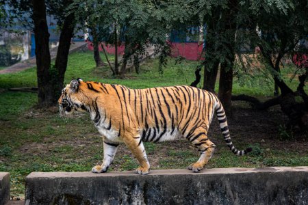 Tiger im Zoo im Park.