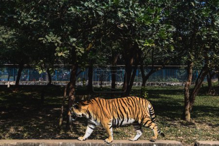 Tiger im Zoo.