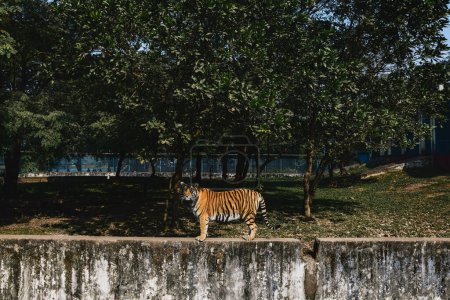 Tiger im Park