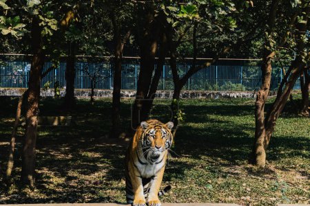Tiger im Zoo, Tier