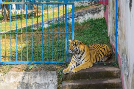 le tigre est assis dans la cage