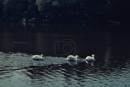 weiße Schwäne im Teich