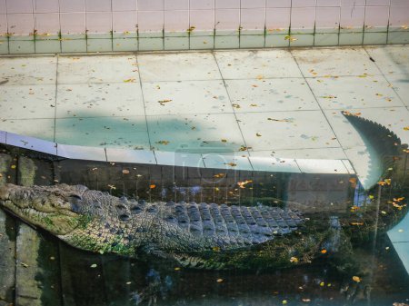 Krokodil schwimmt im Wasser