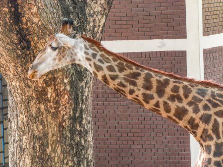 Giraffe im Park