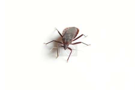 Kissing Bug oder Triatominae isoliert auf weißem Hintergrund