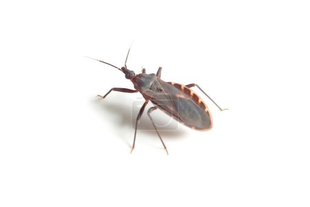 Photo for Kissing bug or triatominae isolated on white background - Royalty Free Image