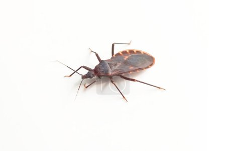 Kissing Bug oder Triatominae isoliert auf weißem Hintergrund