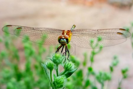 Dragonfly after green tree Nature is beautiful dragonfly