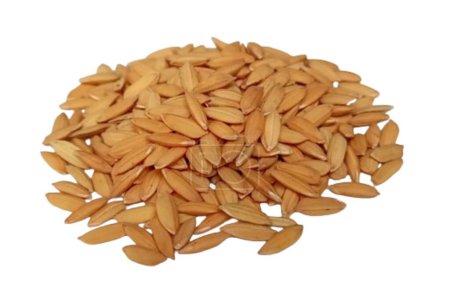 rice seeds isolated on white background