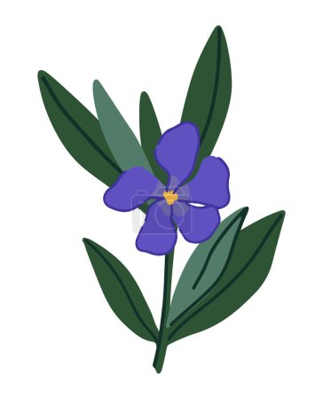 Illustration for Periwinkle plant clipart. Vinca minor flower in cartoon style. Botanical vector illustration isolated on white. - Royalty Free Image
