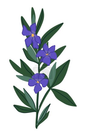 Illustration for Periwinkle plant clipart. Vinca minor flower in cartoon style. Botanical vector illustration isolated on white. - Royalty Free Image