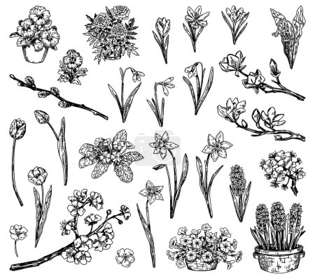 Illustration for Spring botanical sketches collection. Clipart set of blooming trees branches, spring time flowers. Vector illustrations isolated on white. - Royalty Free Image