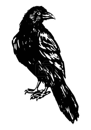 Illustration for Black raven bird, standing crow. Hand drawn halloween vector illustration. Realistic ink sketch of wild animal. Clipart for decor isolated on white. - Royalty Free Image