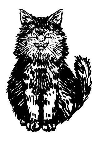 Illustration for Fluffy black cat. Hand drawn halloween vector illustration. Realistic ink sketch of witch familiar animal. Clipart for decor isolated on white. - Royalty Free Image