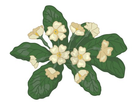 Garabato de prímula. Clipart de flores de primavera. Ilustración vectorial de dibujos animados aislada sobre fondo blanco.