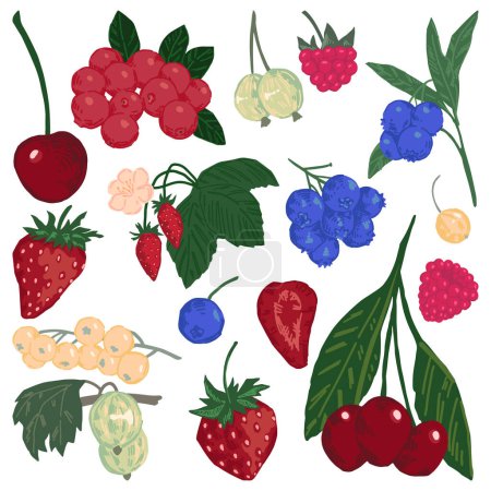 Berries vector illustration collection. Strawberry, raspberry, blueberry, cranberry, white currant, green gooseberry, cherry. Modern style cliparts isolated on white background..